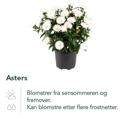 Asters