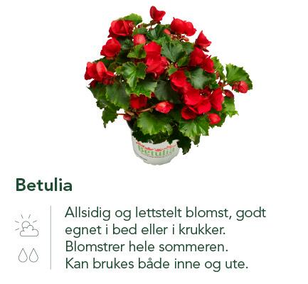 Betulia