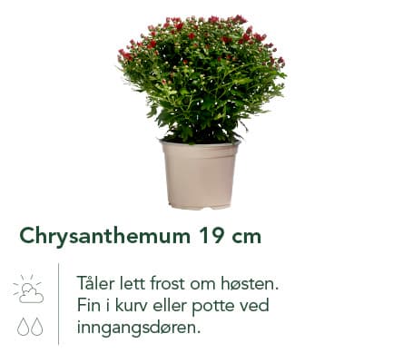 Chrysanthemum 19 cm