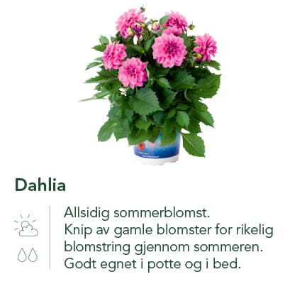 Dahlia