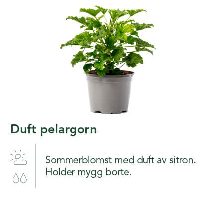 Duft pelargorn