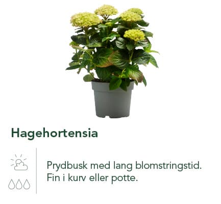 Hagehortensia