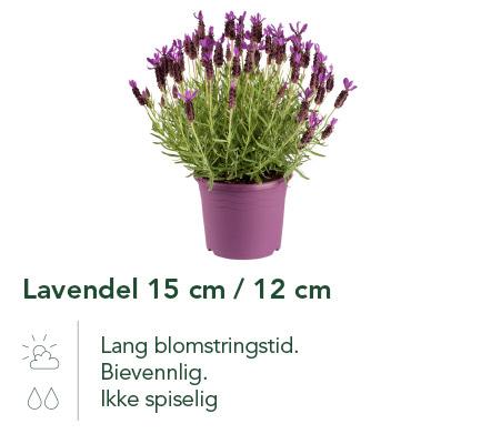 Lavendel 15 cm / 12 cm