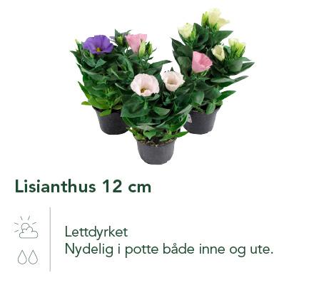 Lisianthus 12 cm