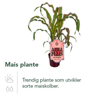 Mais plante