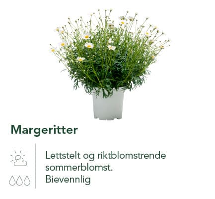 Margeritter