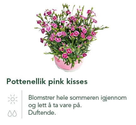 Pottenellik pink kisses