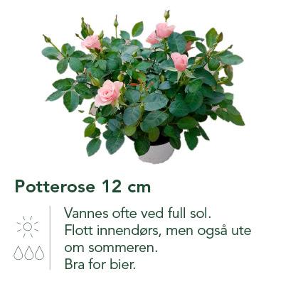 Potterose 12 cm