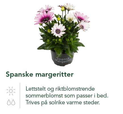 Spanske margeritter