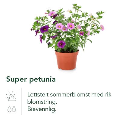 Super petunia