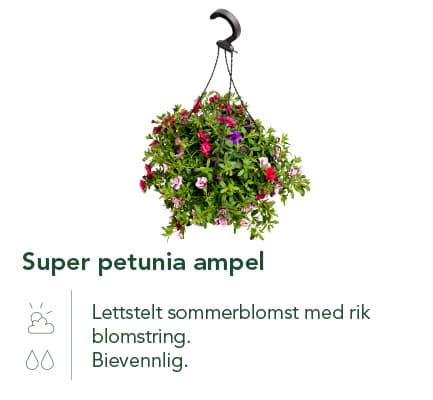 Super petunia ampel